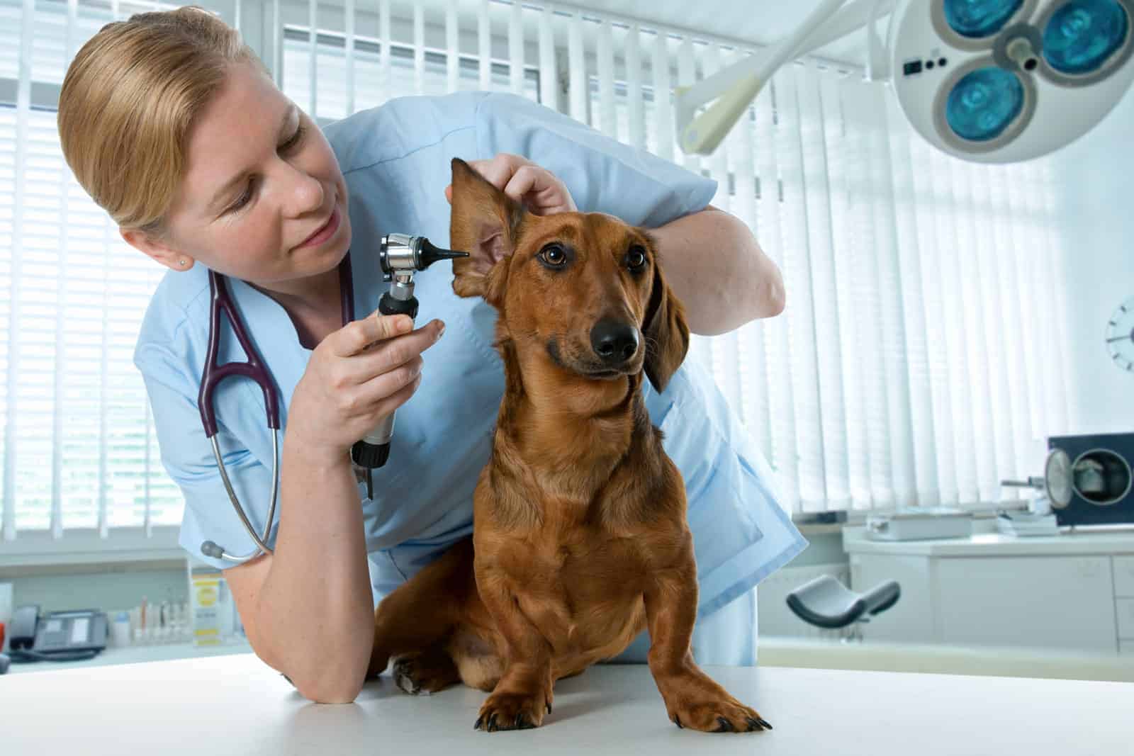 Berufsunfähigkeit Tierarzt