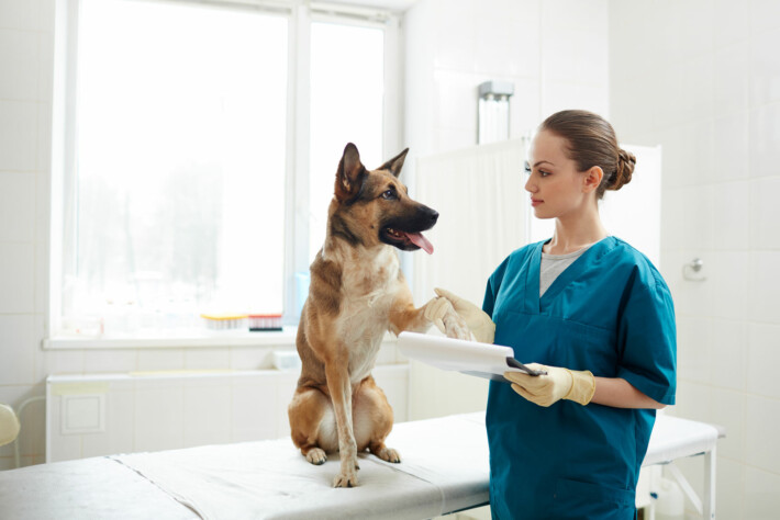 Berufsunfähigkeit Tiermedizinische Fachangestellte