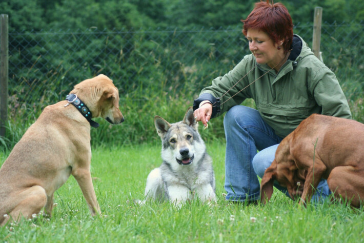 Betriebshaftpflichtversicherung Hundeschule