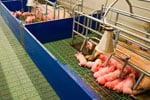 schweinezucht ertragsschadenversicherung